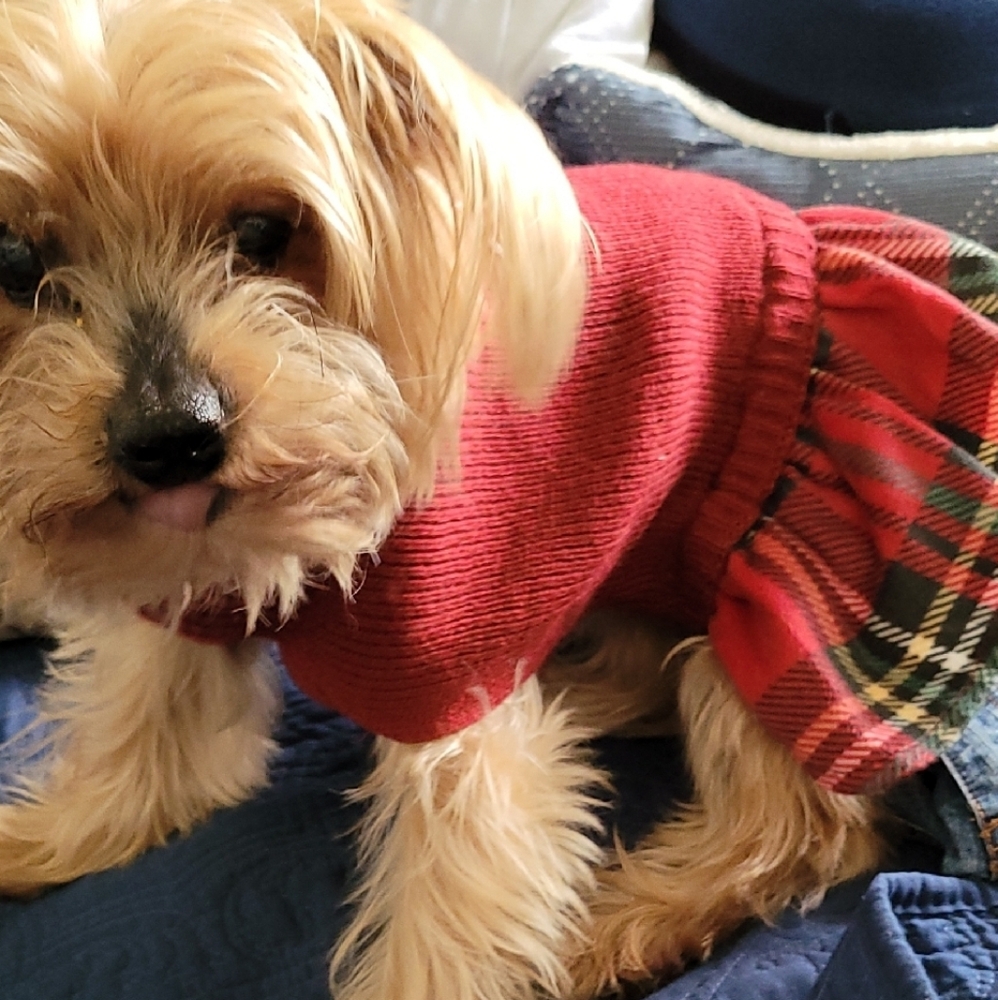 Chic Burgundy Dog Dress with Bow